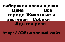 сибирская хаски щенки › Цена ­ 10 000 - Все города Животные и растения » Собаки   . Адыгея респ.